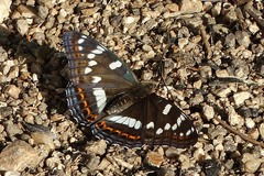 Limenitis populi