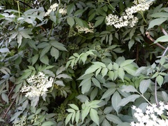 Sambucus