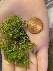 Callitriche terrestris