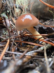 Pholiota velaglutinosa