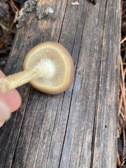 Pholiota velaglutinosa