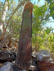 Ferocactus diguetii diguetii