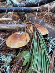 Pholiota velaglutinosa
