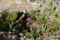 Delosperma sutherlandii