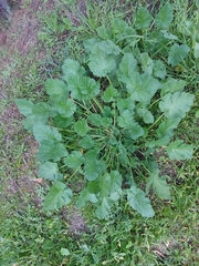 Erodium malacoides