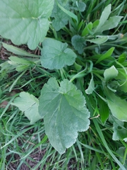 Erodium malacoides