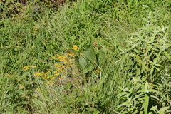 Zantedeschia albomaculata