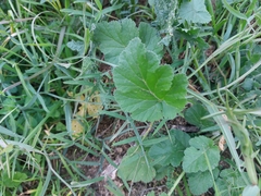 Erodium malacoides