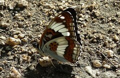 Limenitis sydyi