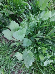 Erodium malacoides