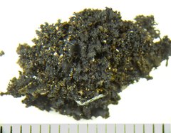 Scytinium lichenoides