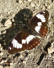 Limenitis sydyi