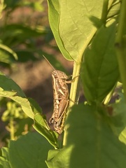 Paraidemona