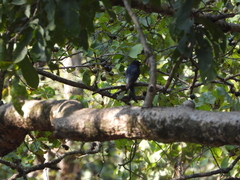 Dicrurus caerulescens