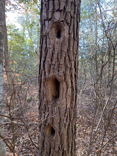 Pileated Woodpecker photographed in New Jersey