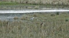 Ardea cinerea