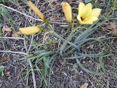 Zephyranthes gilliesiana