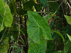 Montrichardia