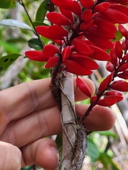 Neorudolphia volubilis