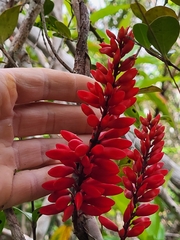 Neorudolphia volubilis