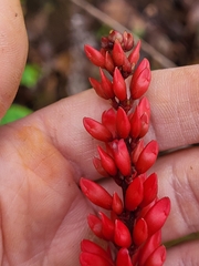 Neorudolphia volubilis