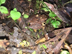 Pristimantis thectopternus