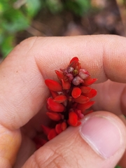 Neorudolphia volubilis