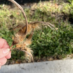 Asclepias curassavica