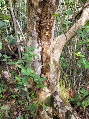 Pisonia roqueae