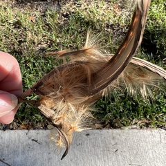 Asclepias curassavica