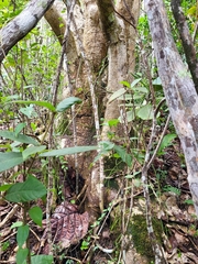 Pisonia roqueae