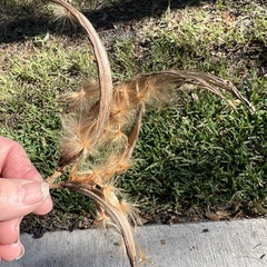 Asclepias curassavica