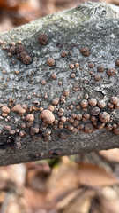 Nectria cinnabarina