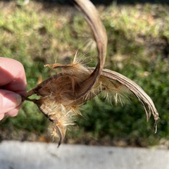 Asclepias curassavica