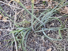 Zephyranthes gilliesiana