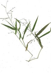 Urochloa deflexa