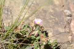 Delosperma sutherlandii