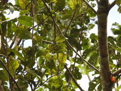 Pleurisanthes artocarpi