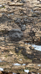 Kretzschmaria deusta