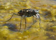 Cicindela haemorrhagica