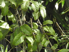 Pleurisanthes artocarpi