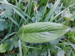 Angiospermae