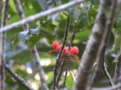 Pleurisanthes artocarpi