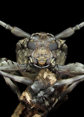 Dryoctenes scrupulosus