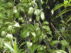 Pleurisanthes artocarpi