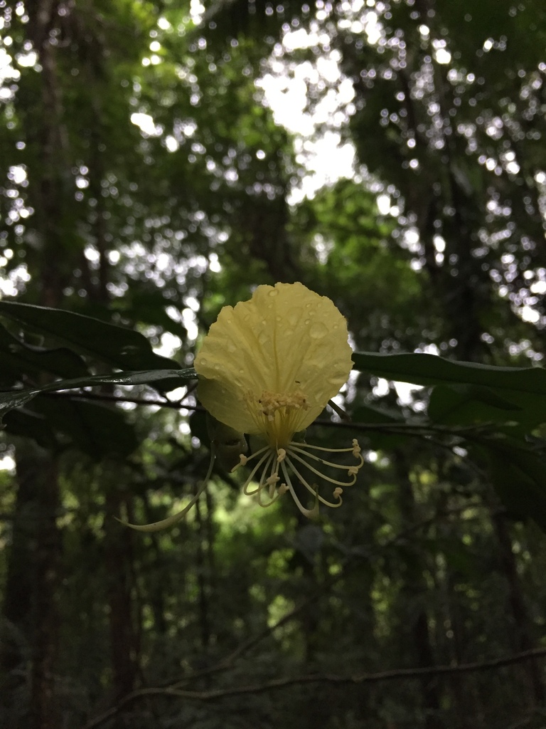 Swartzia ochnacea