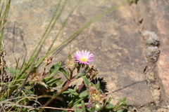 Delosperma sutherlandii
