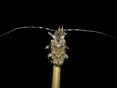 Dryoctenes scrupulosus