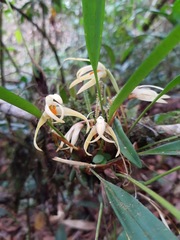 Maxillaria weberbaueri
