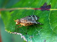 Euthycera chaerophylli